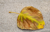 Leaf on sidewalk
