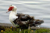 Muscovy Duck