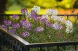 Flowers framed by handrails