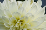 Delicate beauty