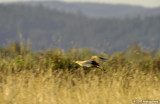Reason the bittern is so fast - like a rocket