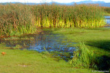 Real wetlands