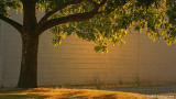 Backlit tree