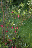 Ronnings Garden - Flower