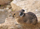 Pika