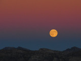 Too-Late-For-Harvest  Moon