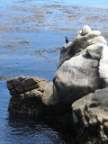 Lonesome Cormorant