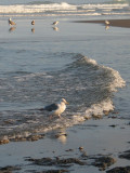The Gull we Knew in Monterey?
