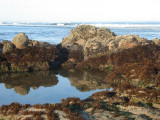 A Tide Pool