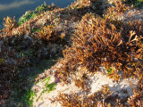 Fine Plant Life, a Kind of Seaweed
