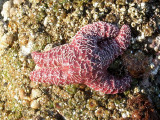 Looks Like a Guy Lying on the Beach