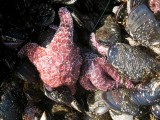 Starfish amongst Mussels