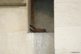 Au tour du mâle de garder le nid.