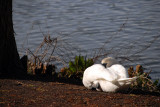 Sunbathing I