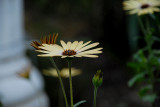 Daisy, Daisy... I