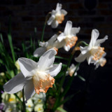 Daffodils (2)
