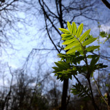 Tree and leaf...