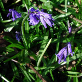 The first bluebells