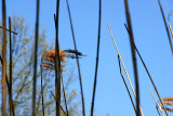 Reeds