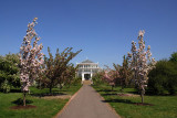 Cherry Walk...