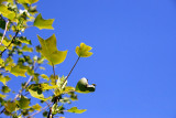 Maple leaf rag...