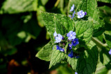 Green alkanet?