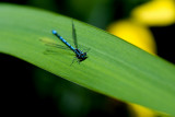 Male damselfly...