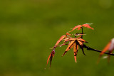 Maple I