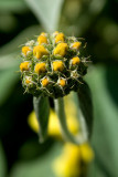 Phlomis