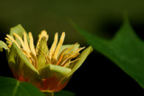 Tulip Tree...