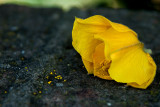Fremontodendron California Glory (I)