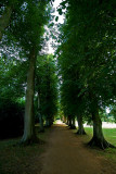 Lime avenue...
