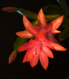 _07-02 Christmas Cactus 03.JPG