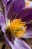 07-04 Anemone 03.JPG