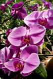 07-05 Mainau orchids 14.JPG