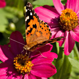 07-09 Butterfly 02.JPG