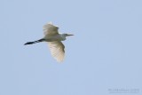 Egret