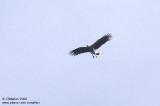 Grey Headed Fish Eagle