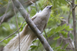 Philippine Coucal - White Morph