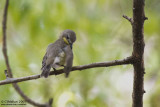 A Preening Golden Bellied Flyeater