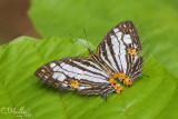 Cyrestis maenalis maenalis (Nymphalidae family)