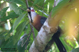 Scale-feathered Malkoha