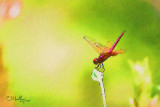 dragonfly #2