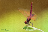 dragonfly #1
