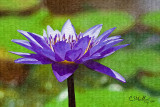 waterlily #2