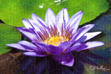 waterlily #1