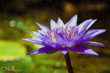 waterlily #3