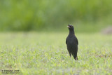 Crested Myna