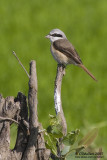 Brown Shrike