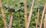 White Breasted Waterhen